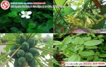 Phòng khám đa khoa Phượng Đỏ