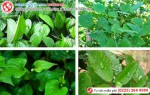 Phòng khám đa khoa Phượng Đỏ