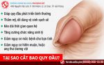 [GIẢI ĐÁP THẮC MẮC]: Tại sao phải cắt bao quy đầu?