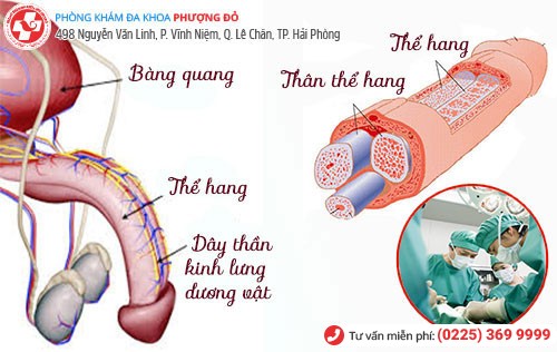 Chặn dây thần kinh lưng dương vật - Phương pháp chữa xuất tinh sớm hiệu quả hiện nay