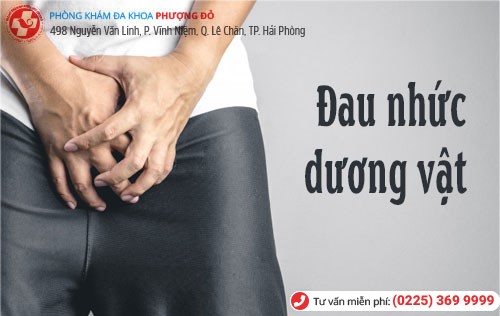 Đau nhức dương vật