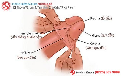 Đứt dây hãm bao quy đầu gây ra nhiều biến chứng nguy hiểm