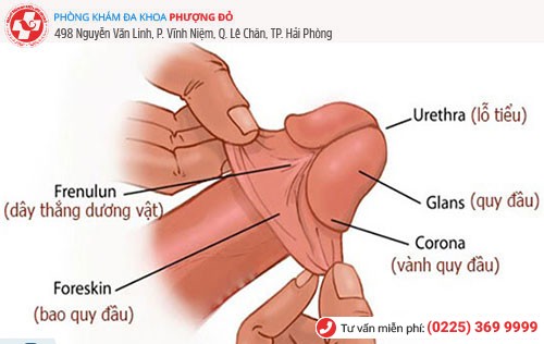 Phương pháp nong bao quy đầu bằng tay