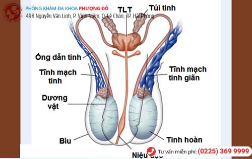 Viêm túi tinh khiến tinh trùng có mùi hôi tanh