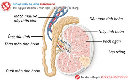 Viêm túi tinh