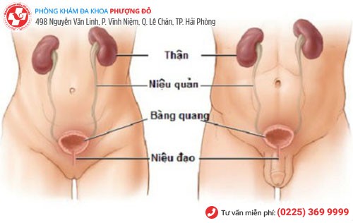 nhiễm trùng đường tiểu ở cả nam và nữ giới 