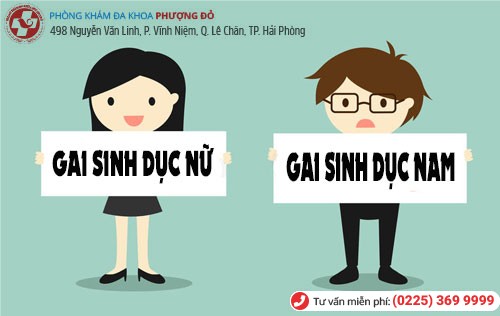 Gai sinh dục