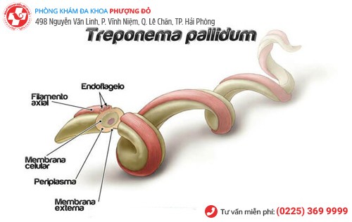 hình ảnh xoắn khuẩn bệnh giang mai